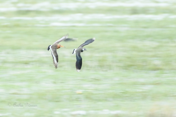 Uferschnepfe jagt Kiebitz