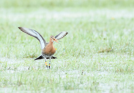Uferschnepfe - Limosa limosa
