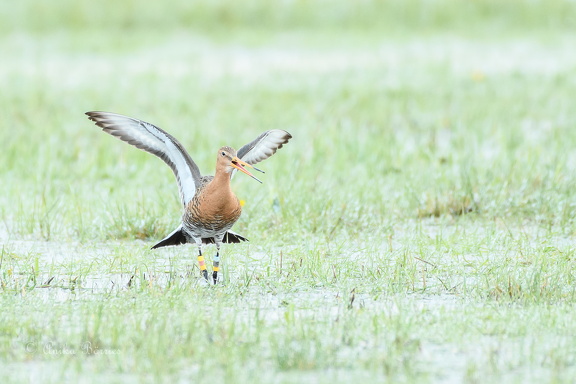 Uferschnepfe - Limosa limosa