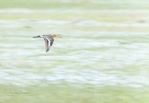 Uferschnepfe - Limosa limosa