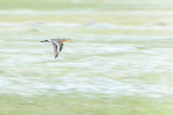 Uferschnepfe - Limosa limosa