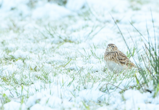 Feldlerche - Alauda arvensis