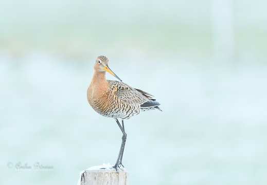 Uferschnepfe - Limosa limosa