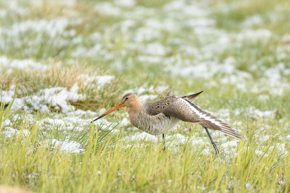 Uferschnepfe - Limosa limosa