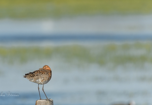 Uferschnepfe - Limosa limosa