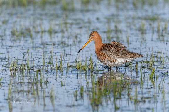 Uferschnepfe - Limosa limosa
