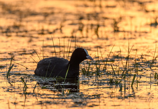 Blessralle - Fulica atra