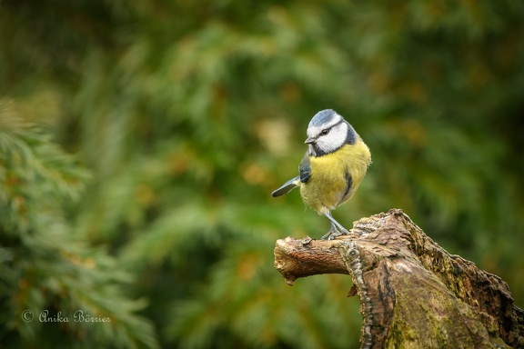 Blaumeise - Cyanistes caeruleus