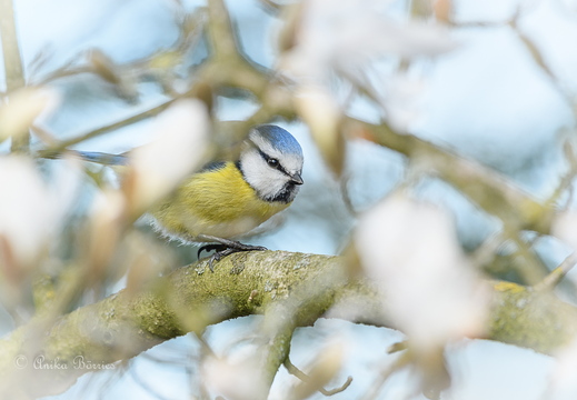 Blaumeise - Cyanistes caeruleus