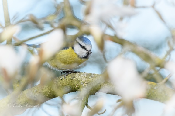 Blaumeise - Cyanistes caeruleus
