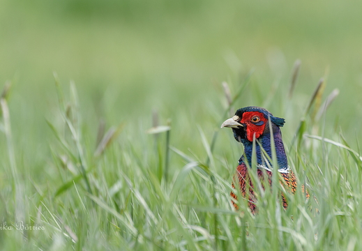 Fasan - Phasanius colchicus