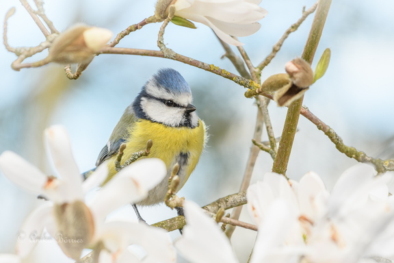 Blaumeise - Cyanistes caeruleus
