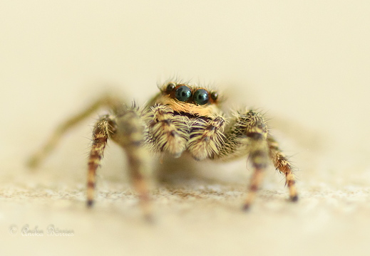 Große Rindenspringspinne