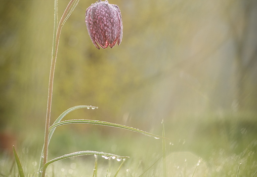 Schachbrettblume