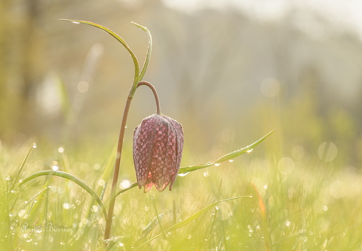 Schachbrettblume