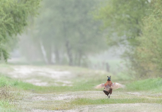 Fasanenbalz auf einem Sandweg