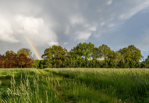 Der Weg