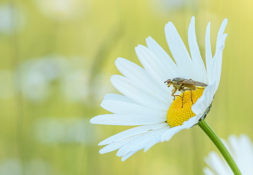 Dungfliege auf einer Wiesenmargerite - Leucanthemum vulgare 