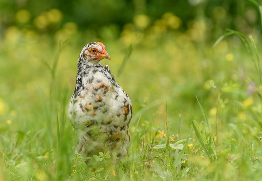 Schwedisches Blumenhuhn (Junghahn)