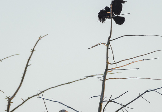 Krähe hasst auf Seeadler