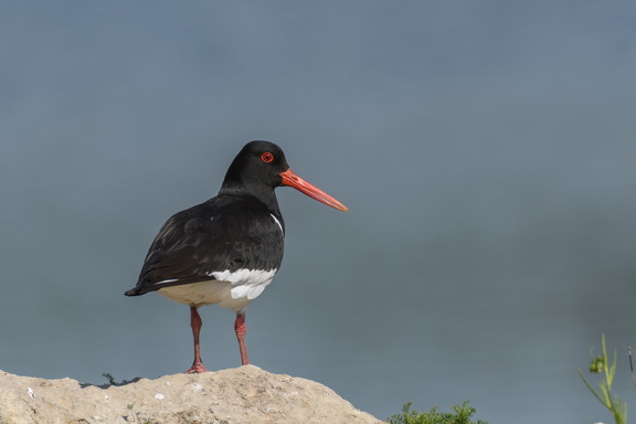 Austernfischer - Haematopus ostralegus