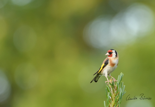 Stieglitz - Carduelis [c.] carduelis