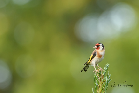 Stieglitz - Carduelis [c.] carduelis