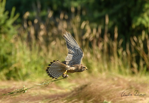 Turmfalkenweibchen bei der Jagd