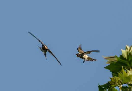 Grauschnäpper meckert Rauchschwalbe an