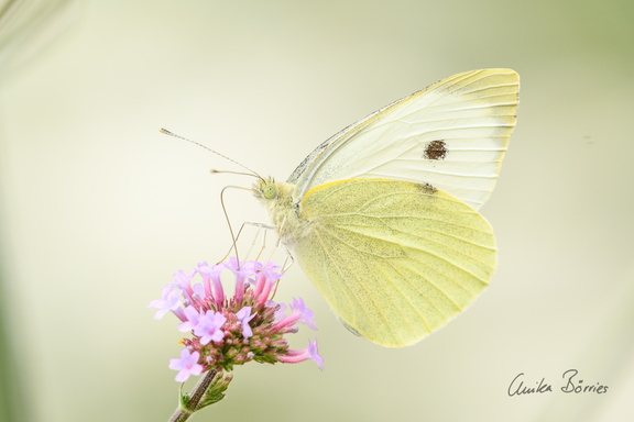 Großer Kohlweißling