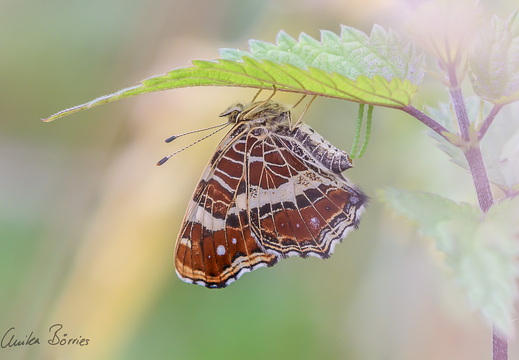 Landkärtchen bei der Ei-Ablage