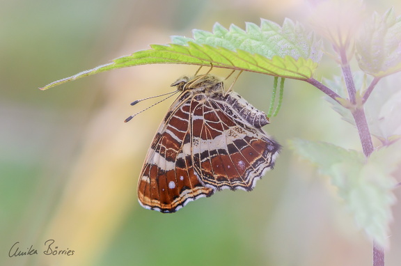 Landkärtchen bei der Ei-Ablage