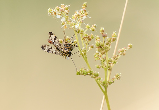 Skorpionsfliege