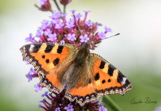 Kleiner Fuch an Eisenkraut