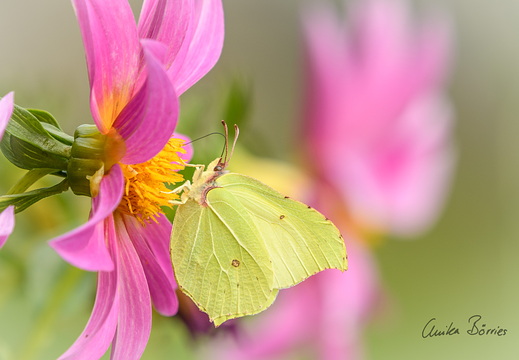 Zitronenfalter an einer Dahlie