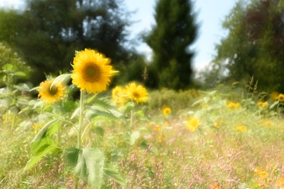 Sonnenanbeter / Sonnenblumen