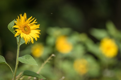 Sonnenanbeter / Sonnenblumen