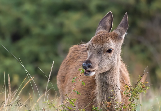 äsendes Rotkalb