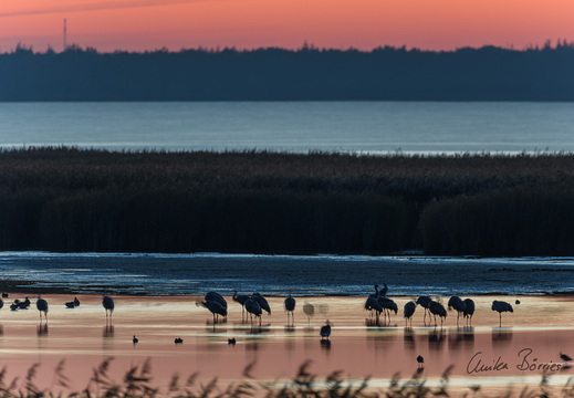 Kraniche am Schlafplatz
