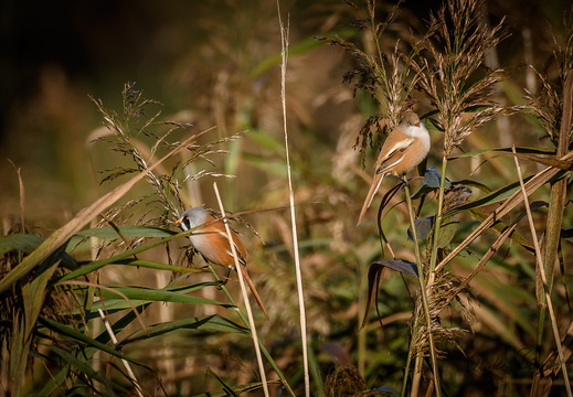 Bartmeisen-Paar - Panurus biarmicus