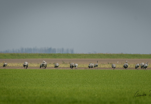 Kraniche auf einem Acker