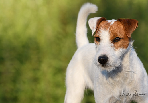 Parson Russel Terrier Knuth