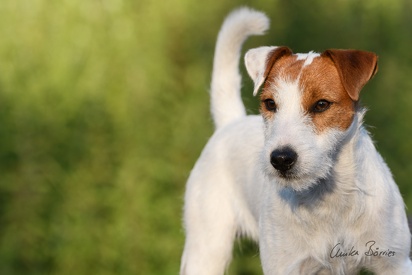 Parson Russel Terrier Knuth