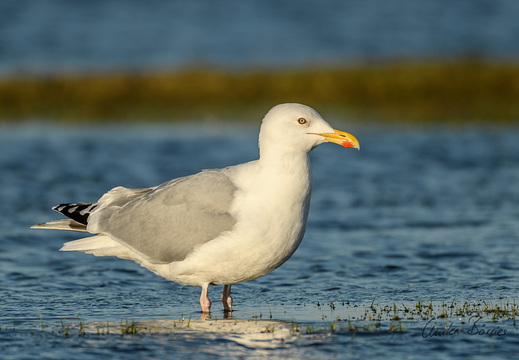 Silbermöwe