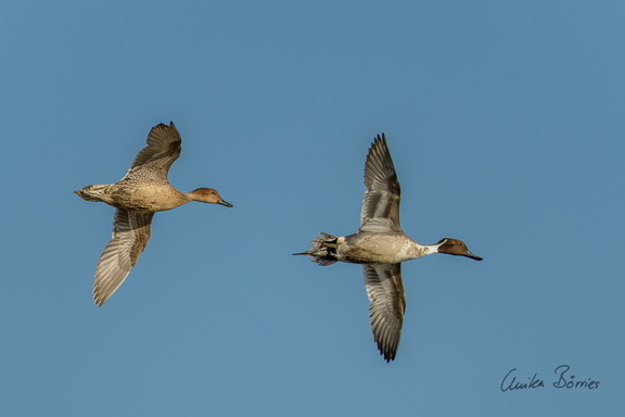 Spießentenpaar - Anas [a.] acuta