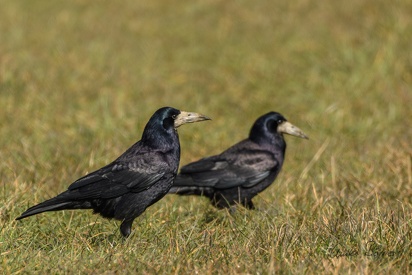 Saatkrähen - Corvus frugilegus