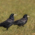 Saatkrähen - Corvus frugilegus