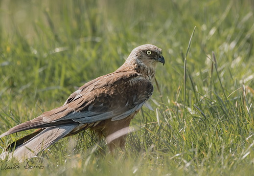 Rohrweihe (Männchen)