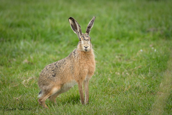 Feldhase