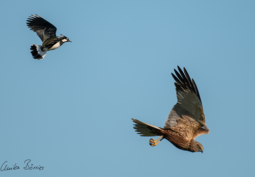 Kiebitz vertreibt Rohrweihen-Männchen